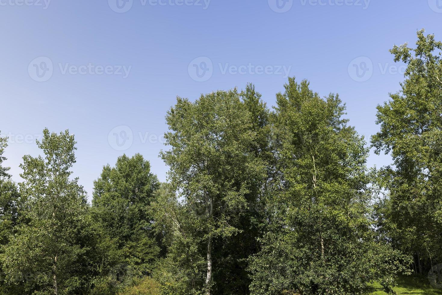 Different trees growing together in the forest 11636987 Stock Photo at
