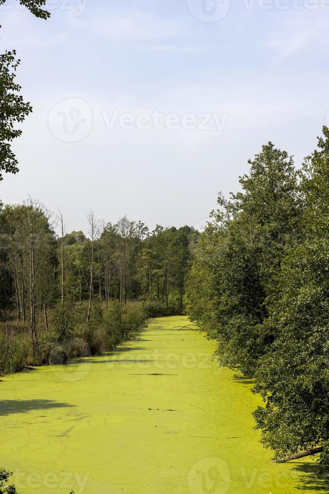 Swampy terrain with plants in summer photo