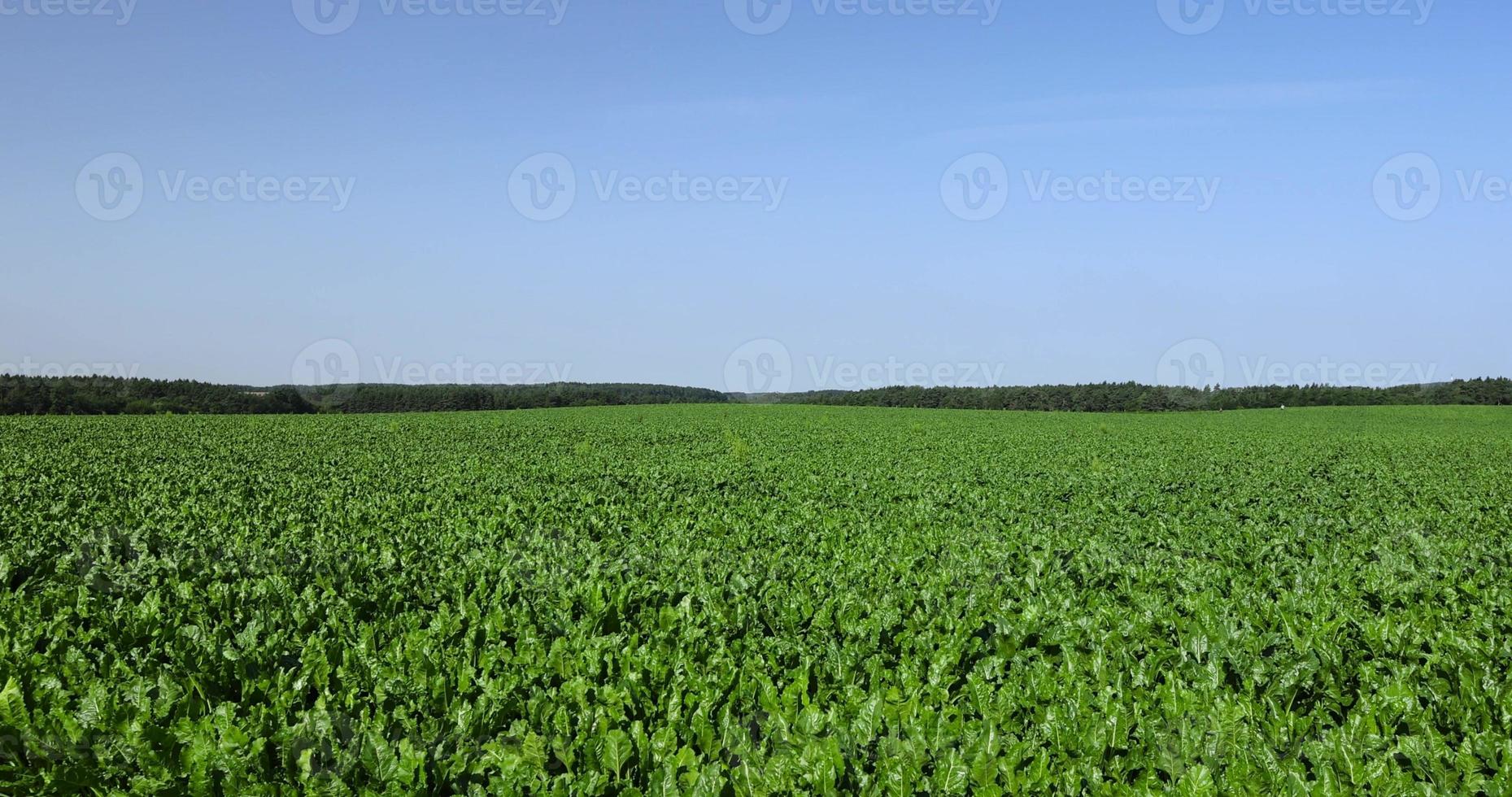 cultivo de remolacha en un campo agrícola foto