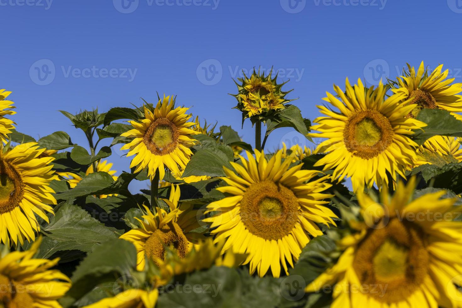 hermosos girasoles amarillos florecientes en el verano foto