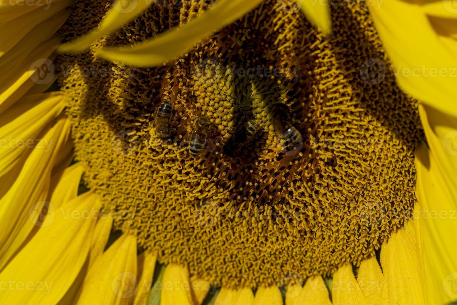 Beautiful blooming yellow sunflowers in the summer photo