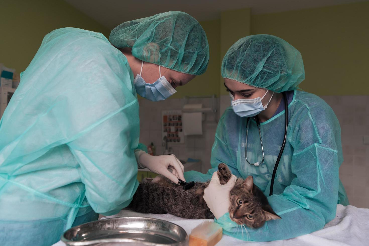 Veterinary team for treating sick cats, animal hospital. Preparing cat for surgery by shaving belly. photo
