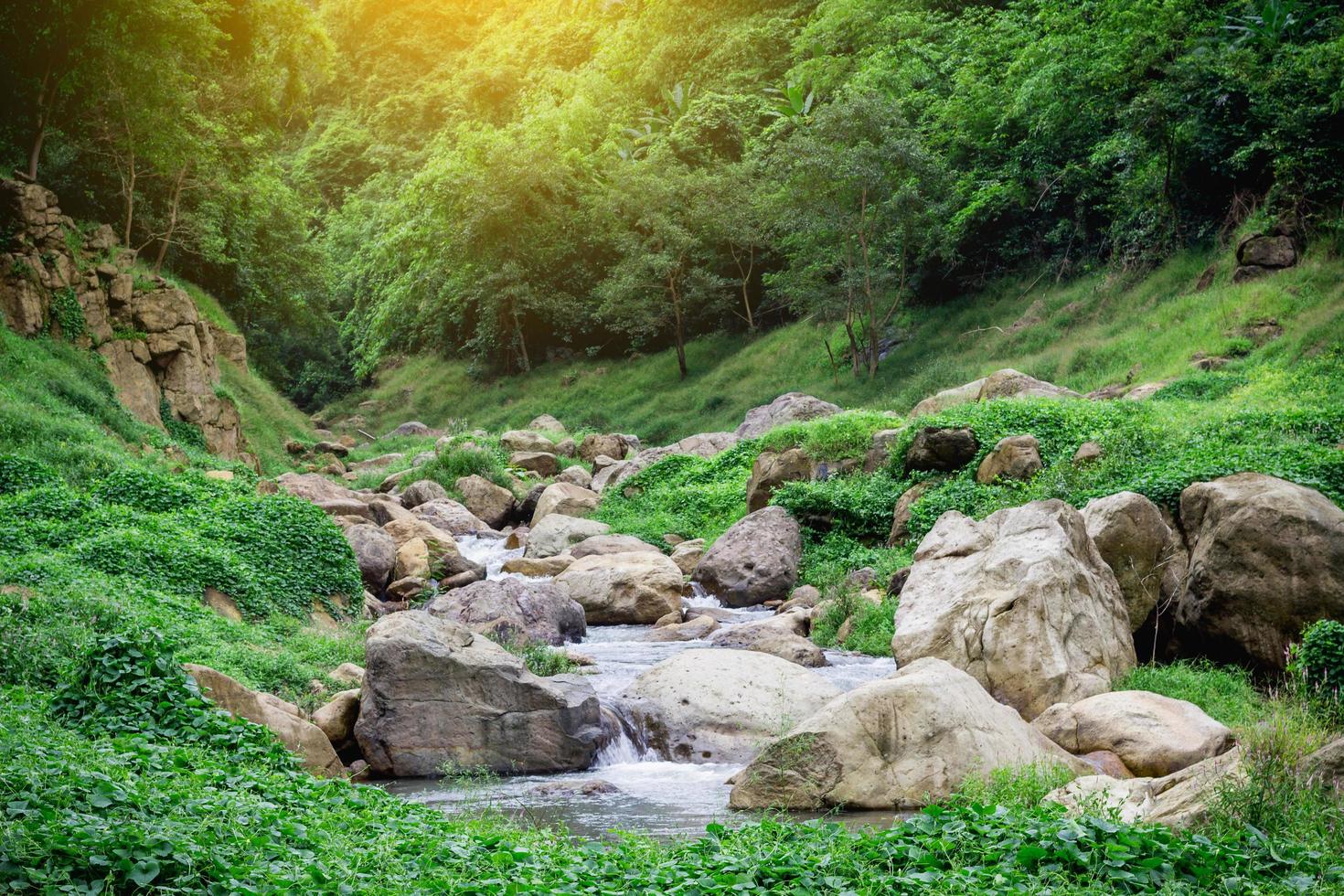 Linda imagem de um pequeno riacho em uma floresta verde exuberante banco de  imagens