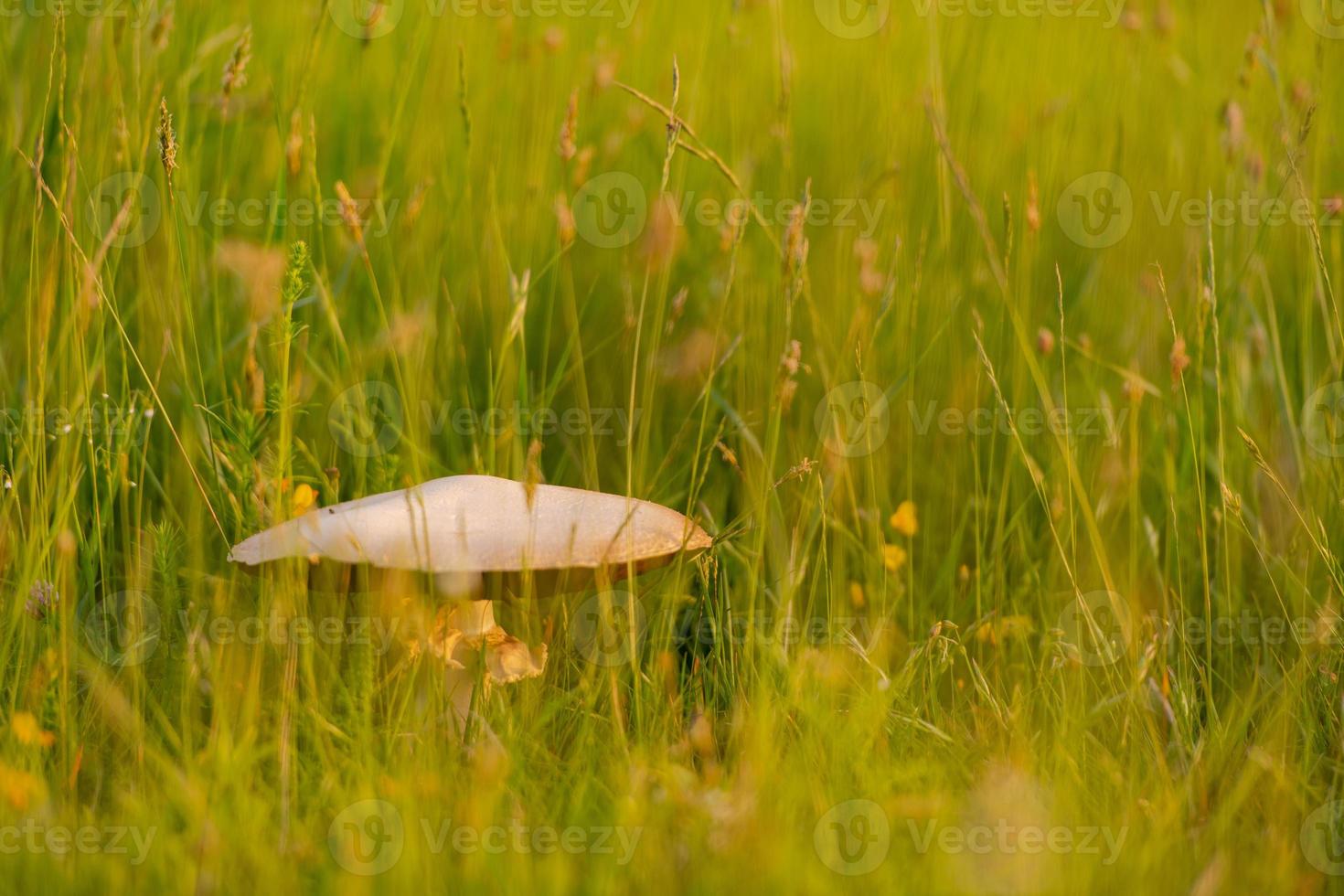 macrolepiota procer view photo