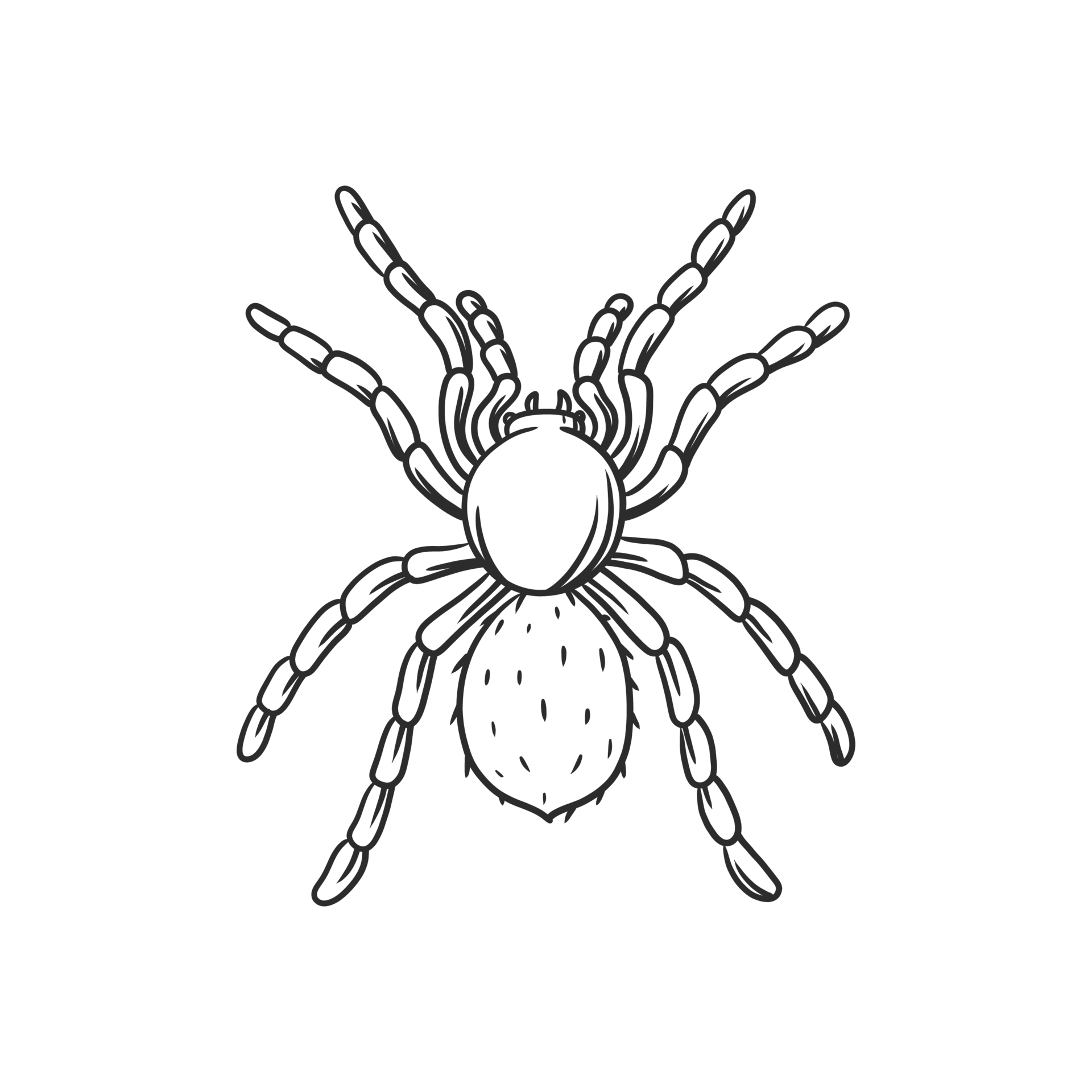 Unveiling The Secrets Of The Potato Bug Spider - ircfud7