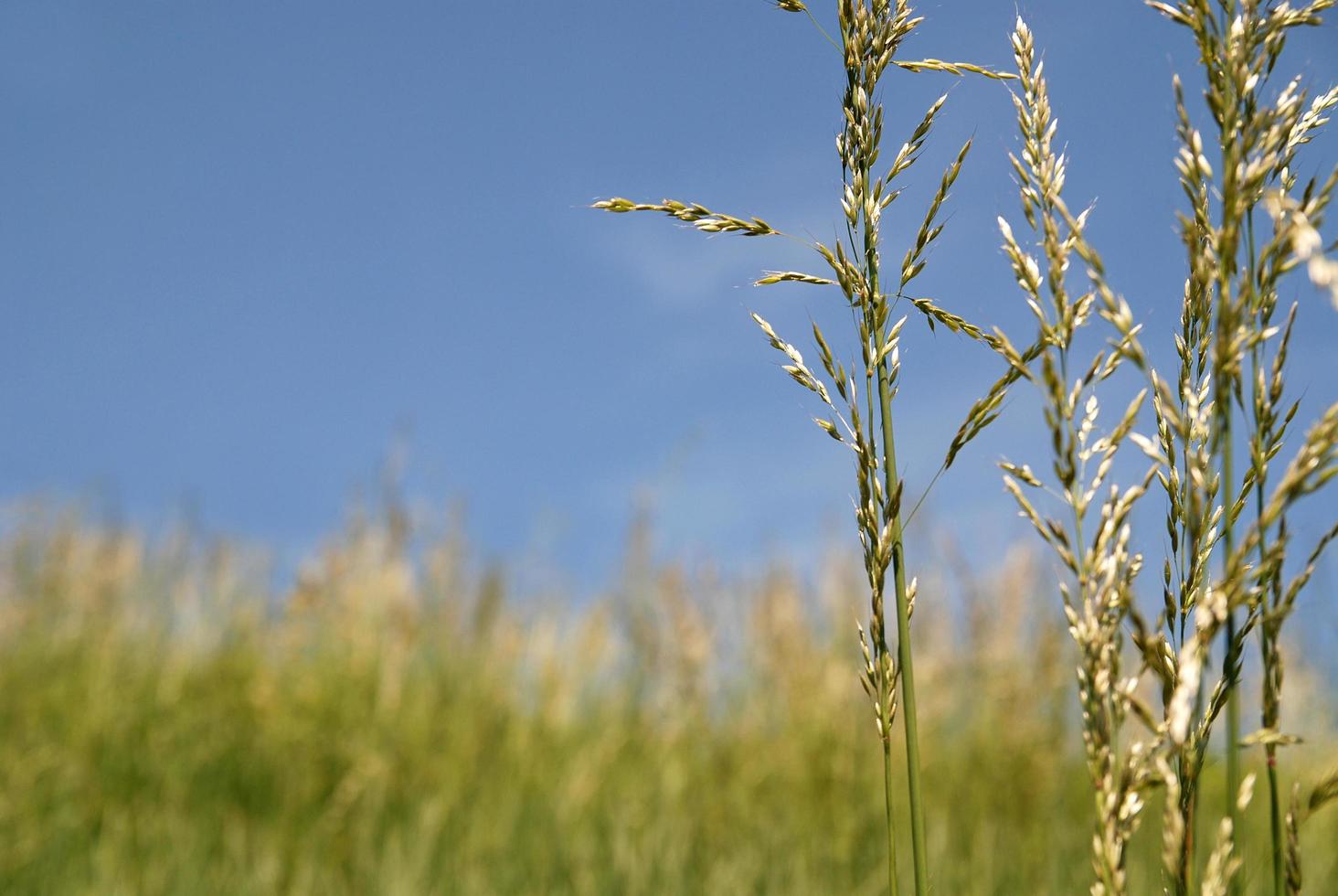 Meadow nature view photo