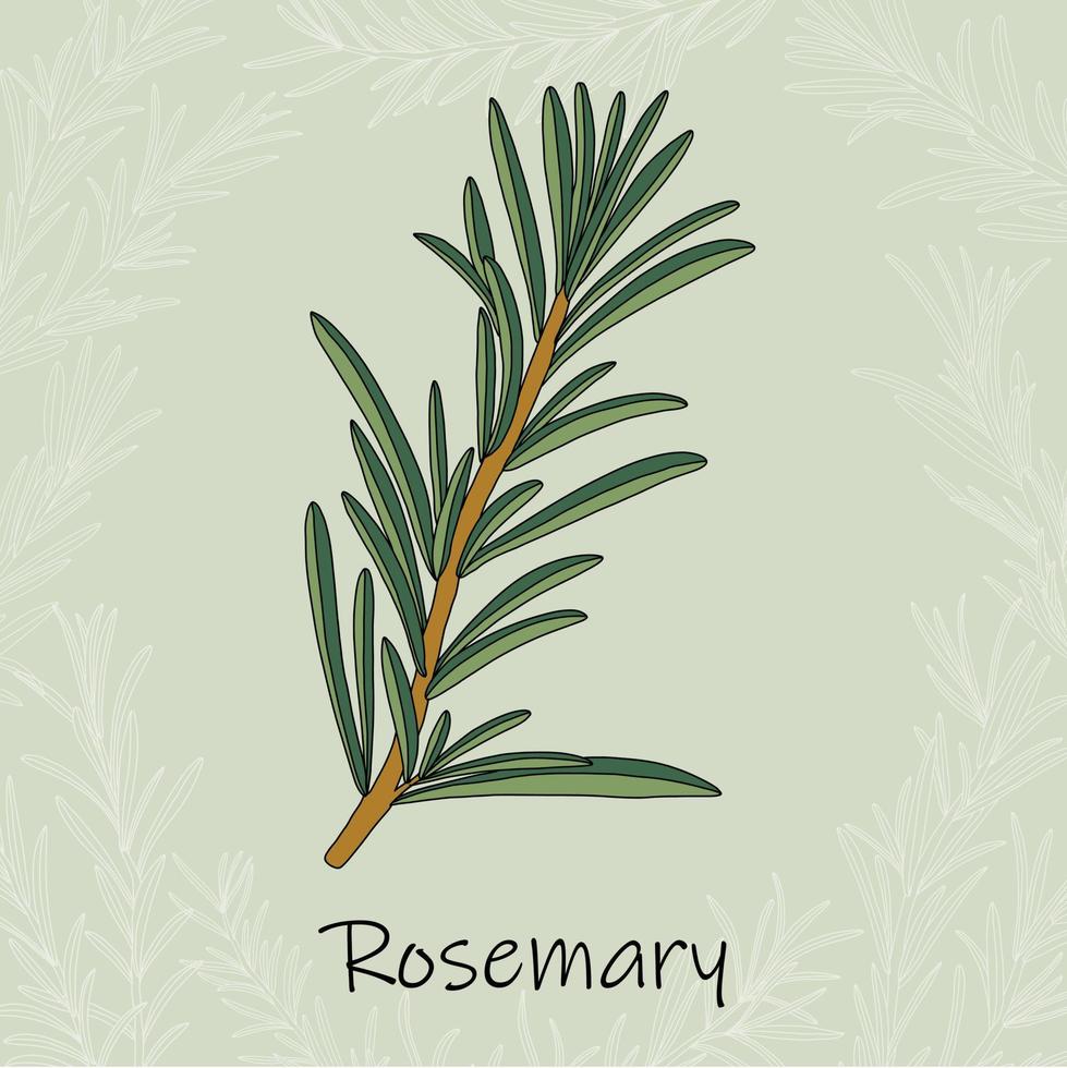 Doodle freehand sketch drawing of rosemary. vector