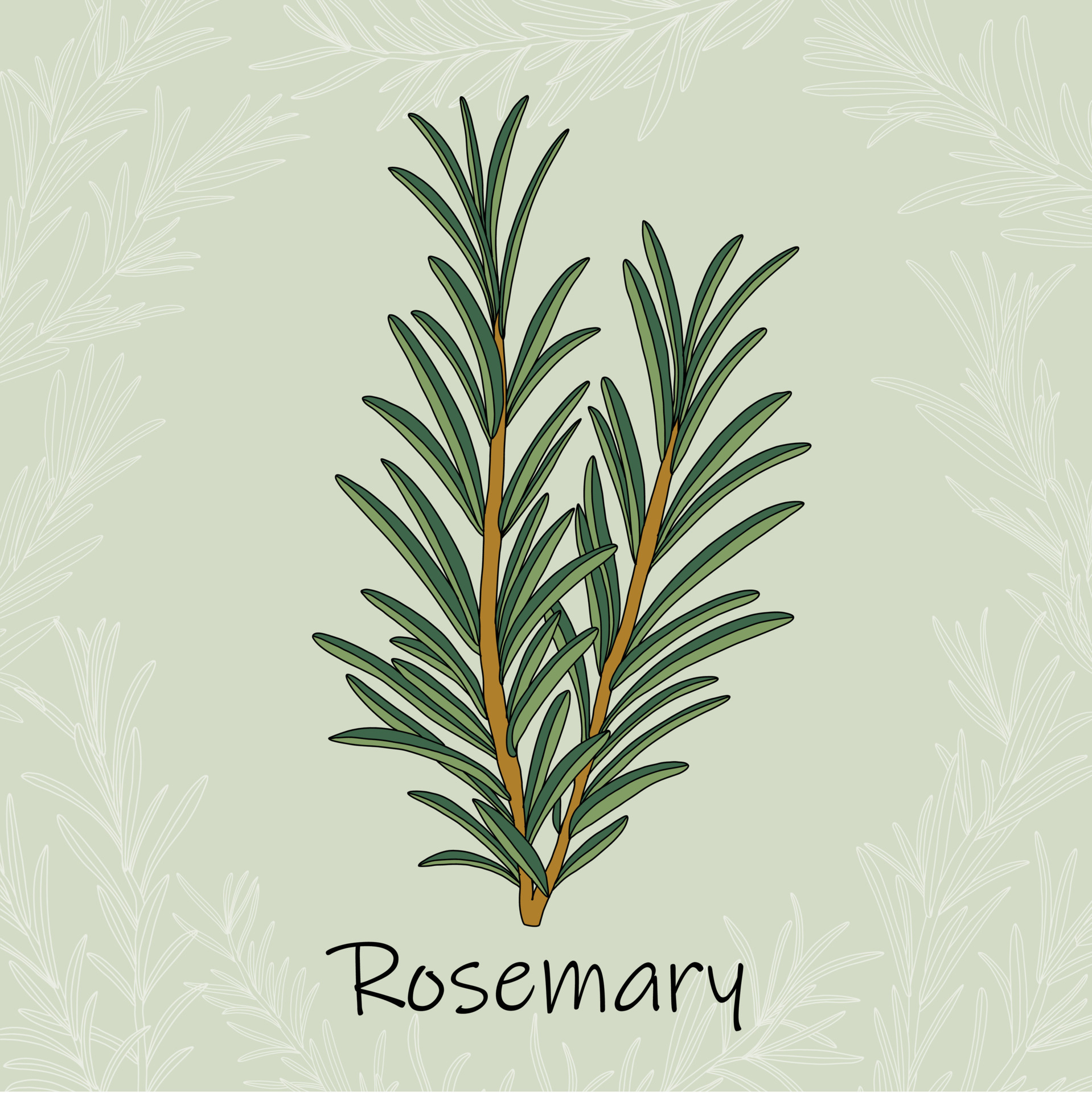 Doodle freehand sketch drawing of rosemary. 11640495 Vector Art at Vecteezy