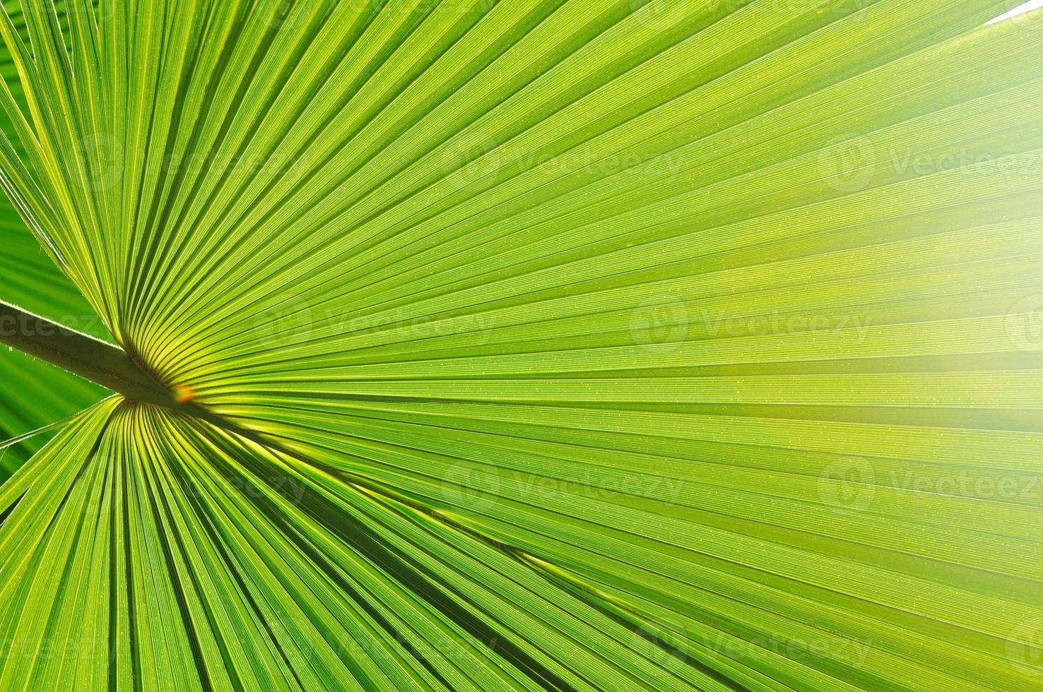 Palm leaf background photo