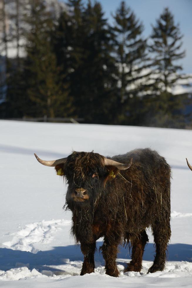 vaca animal en invierno foto