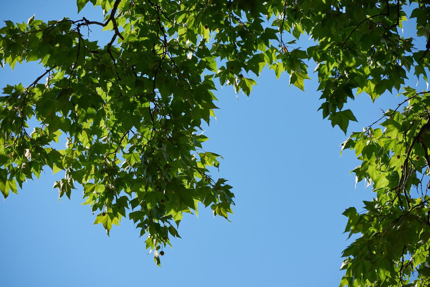 tree branches view photo
