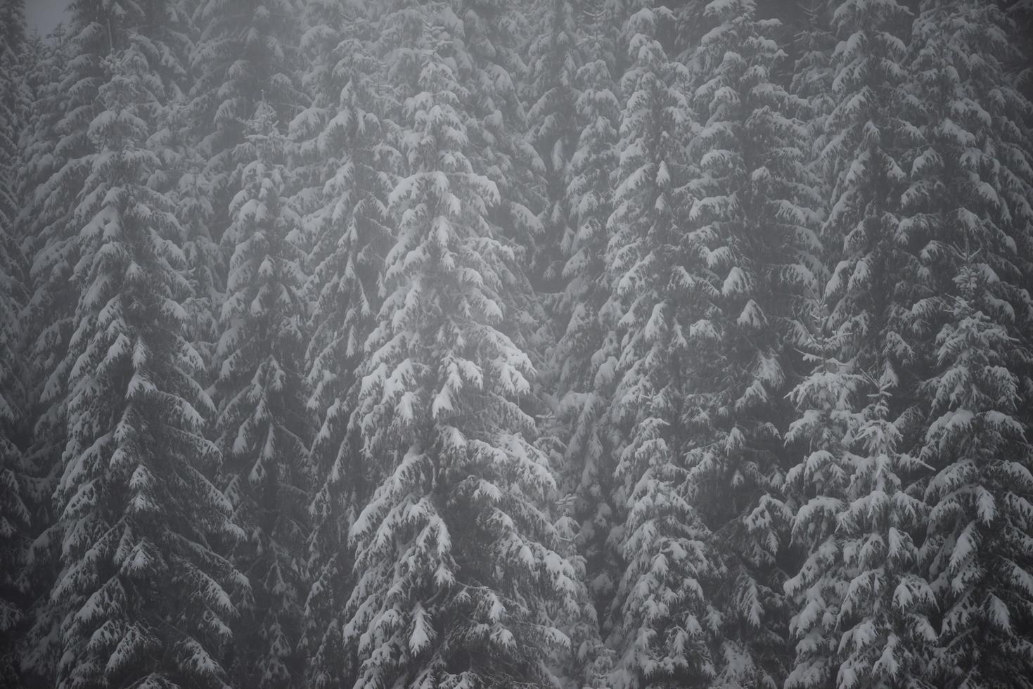 christmas evergreen pine tree covered with fresh snow photo