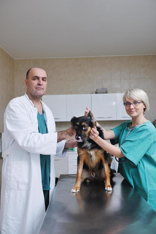 veterinario y asistente en una clínica de animales pequeños foto