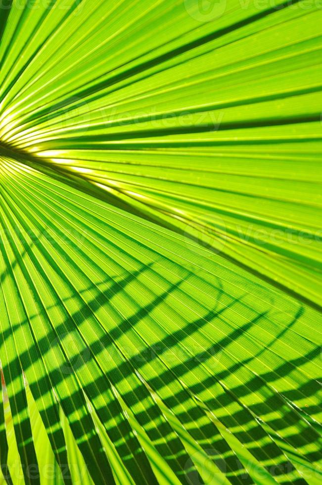 palm leaf background photo