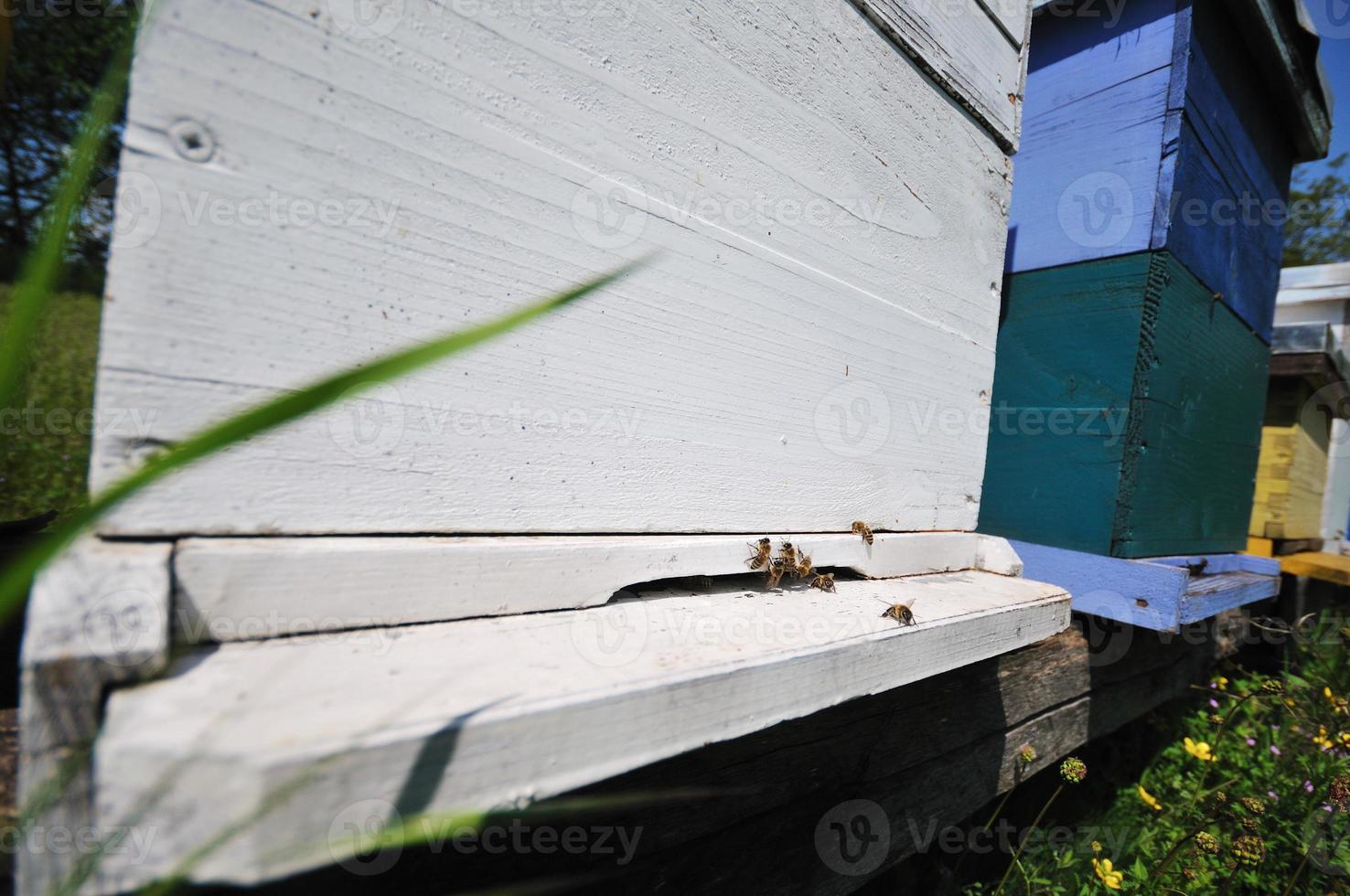 bee home at meadow photo