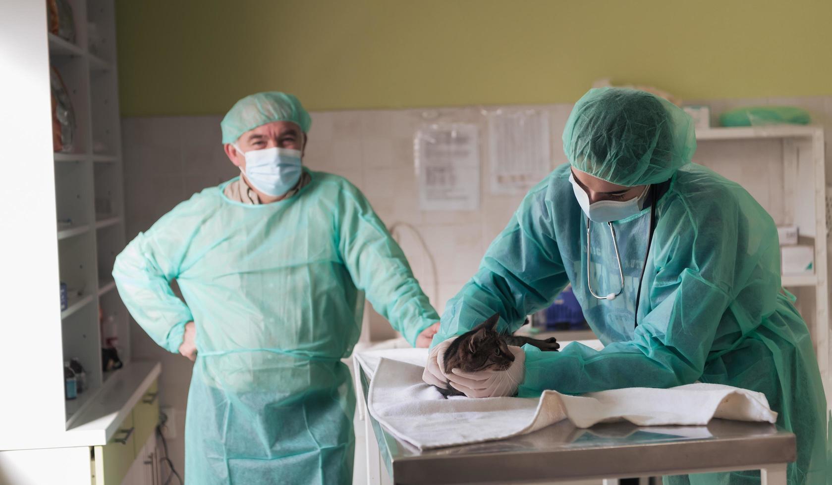 equipo veterinario para tratar gatos enfermos, mantener el concepto de salud animal, hospital de animales foto