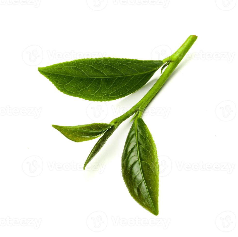 hoja de té verde aislada de fondo blanco, hojas de té frescas de fondo blanco foto