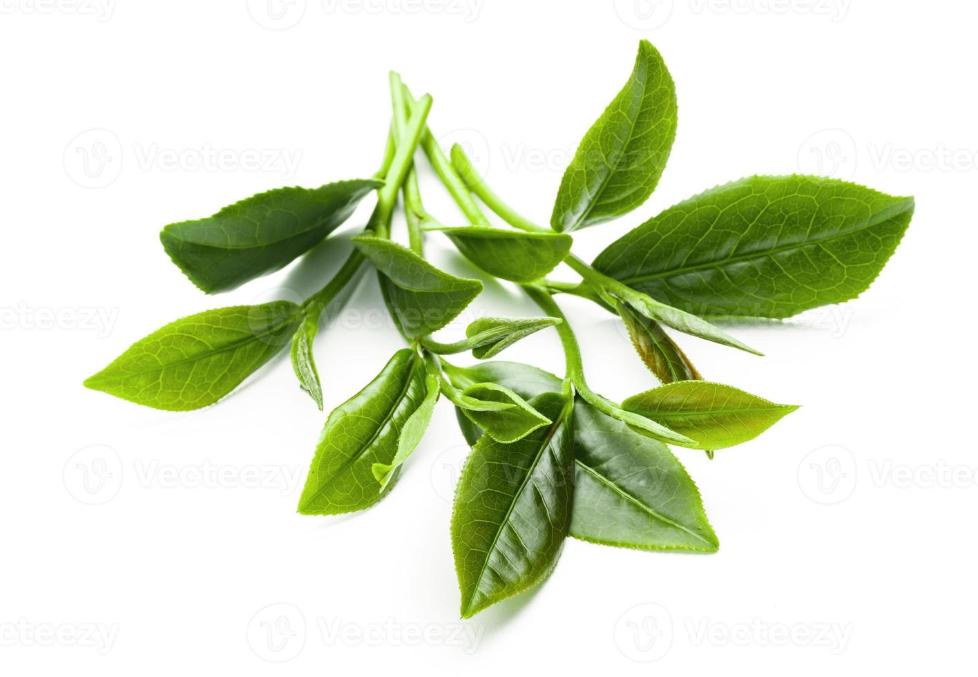 Green tea leaf isolated on white background, Fresh tea leaves on a white background photo