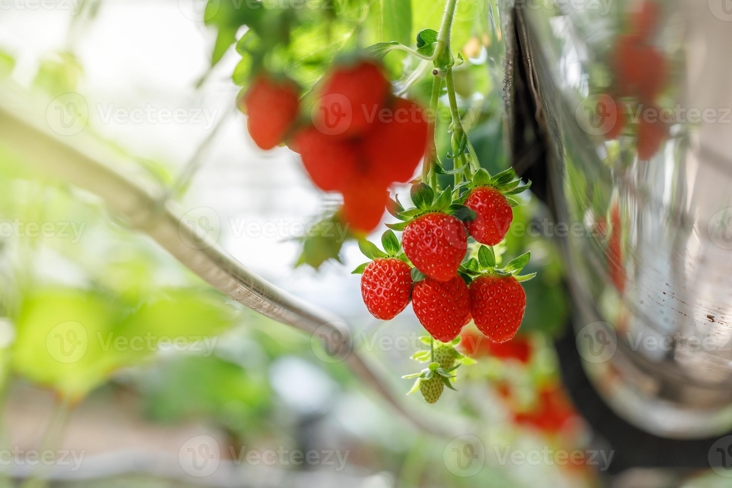 The hydroponics strawberry at greenhouse hydroponics farm with high