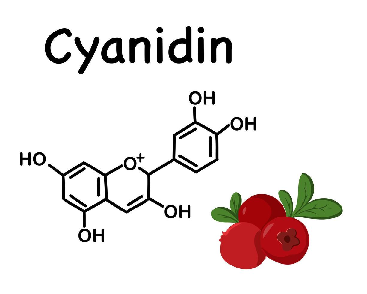 Cranberries, wild berry. Cyanidin is a natural organic compound, a special type of anthocyanidin. Chemical structure of anthocyanin C15H11O6. vector