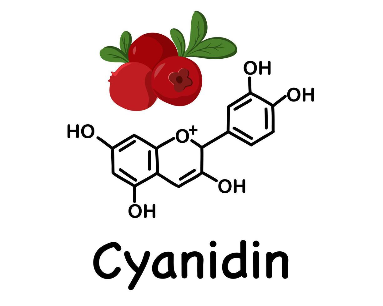 Cranberries, wild berry. Cyanidin is a natural organic compound, a special type of anthocyanidin. Chemical structure of anthocyanin C15H11O6. vector