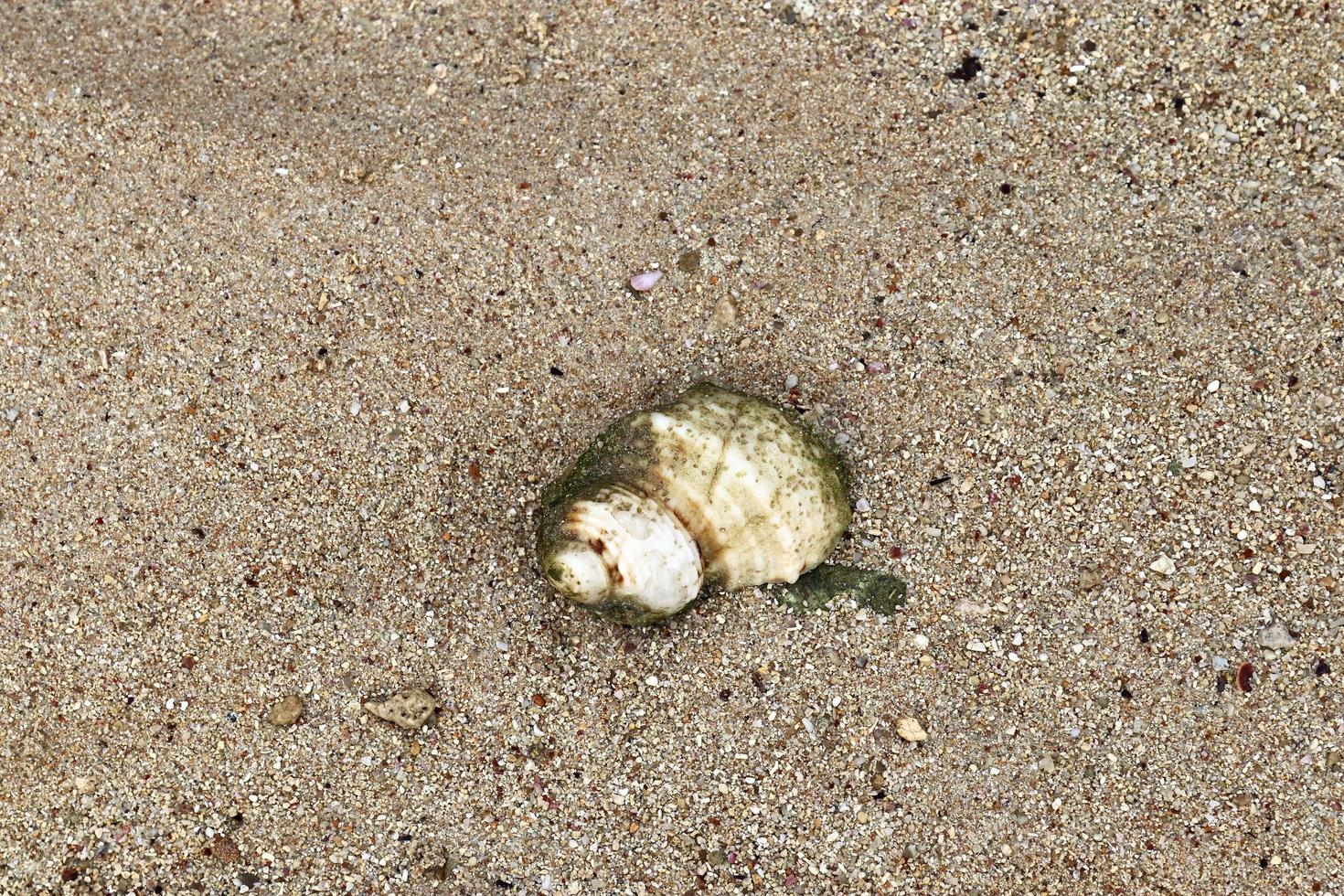 Beautiful shots of the white beach sand on the Seychelles paradise island with footprints photo