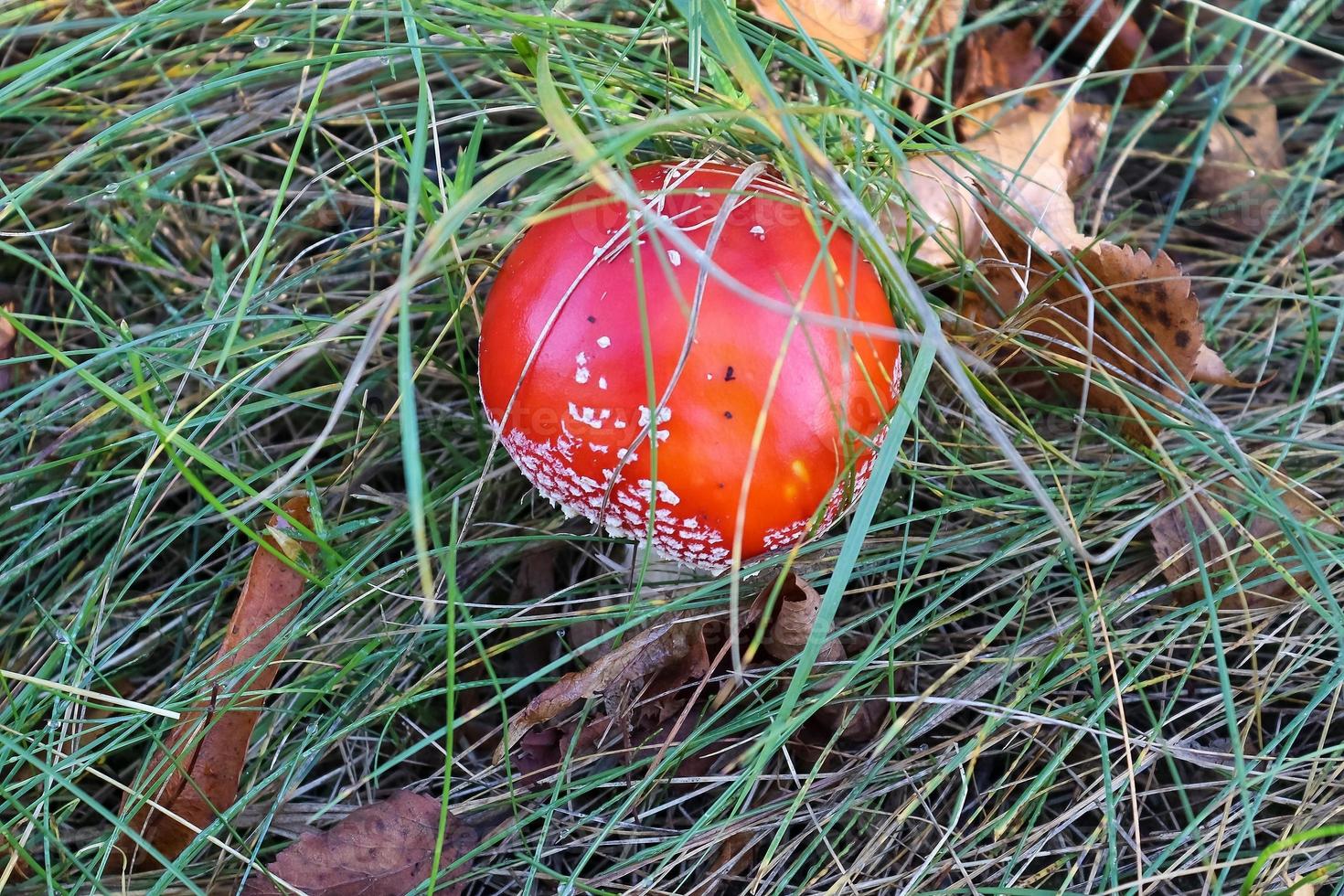 Red poisonous mushroom Amanita muscaria known as the fly agaric or fly amanita in green grass. photo