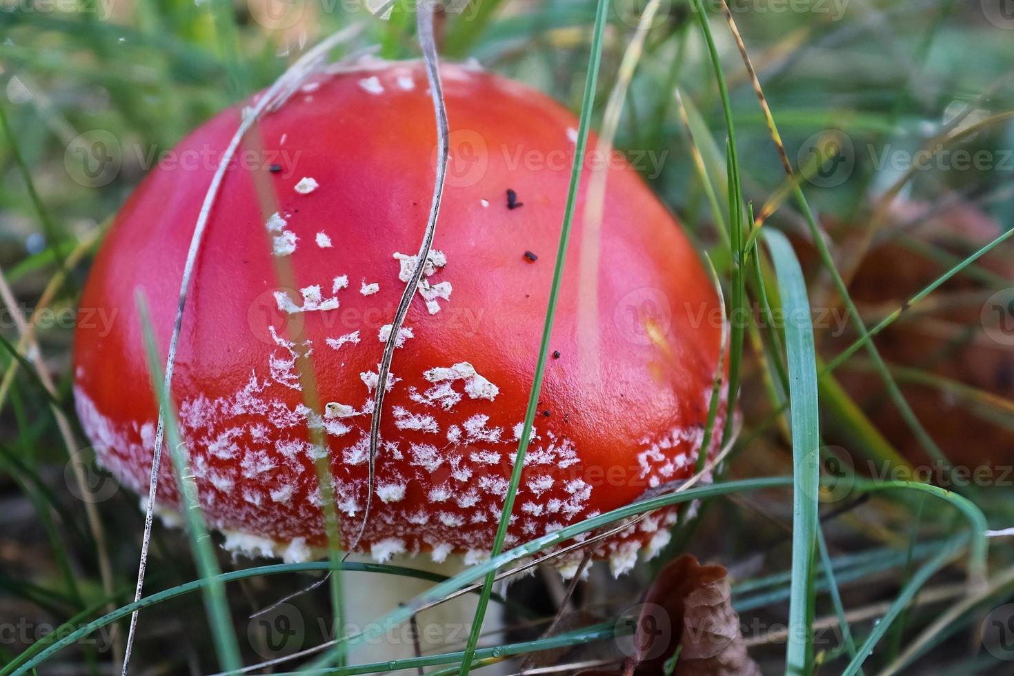 Red poisonous mushroom Amanita muscaria known as the fly agaric or fly amanita in green grass. photo