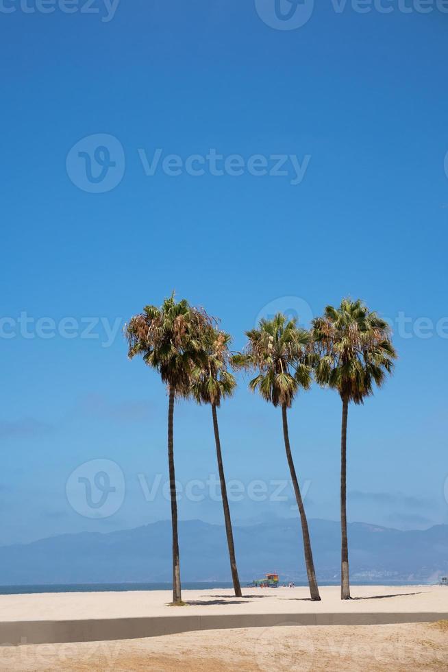 Palm trees on Venice beach Los Angeles California photo