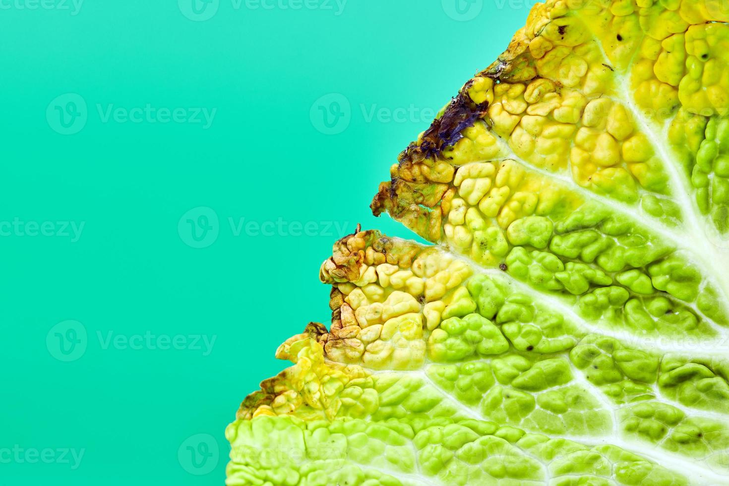 Leaf rotten cabbage, macro, close up photo