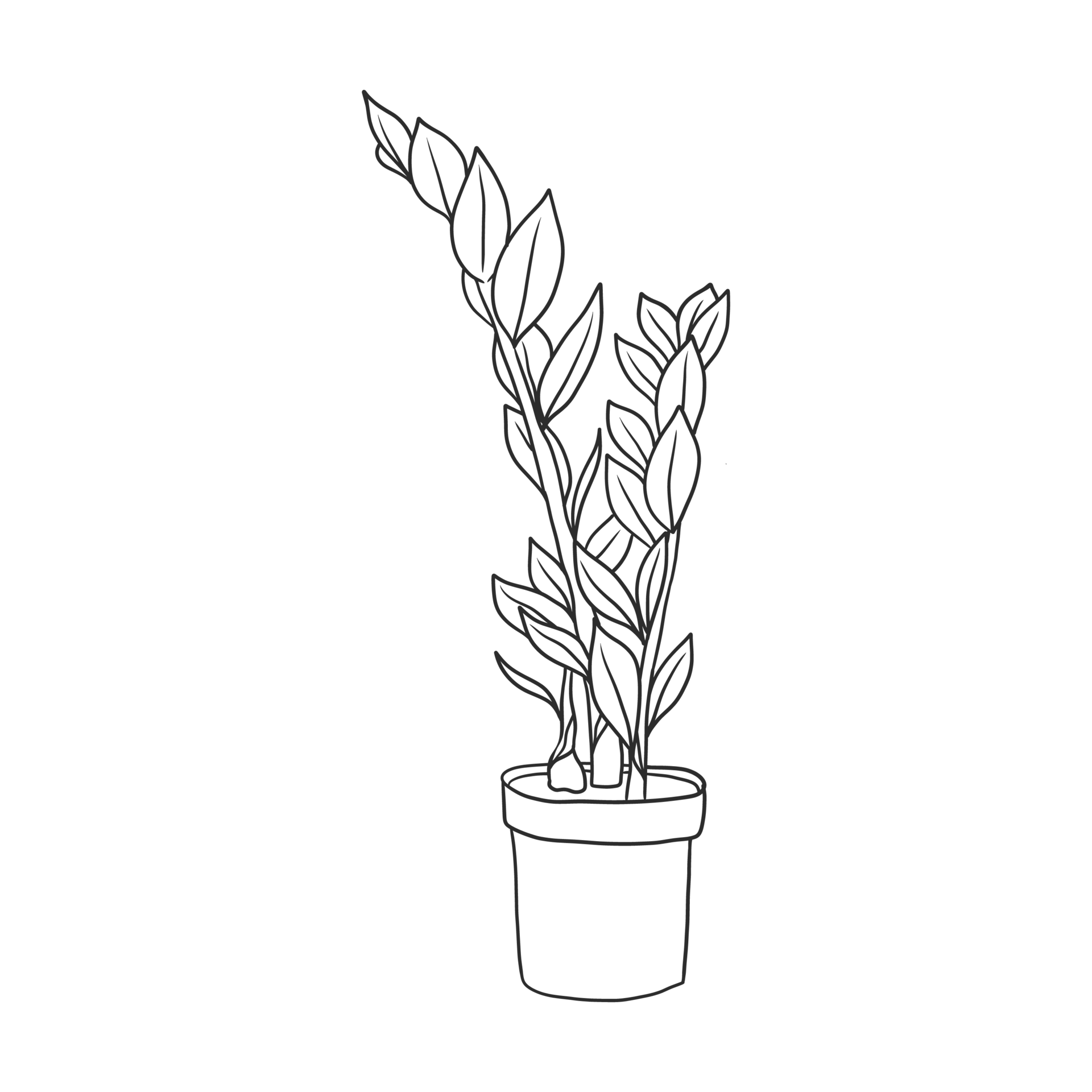 house plant illustration 11646218 PNG