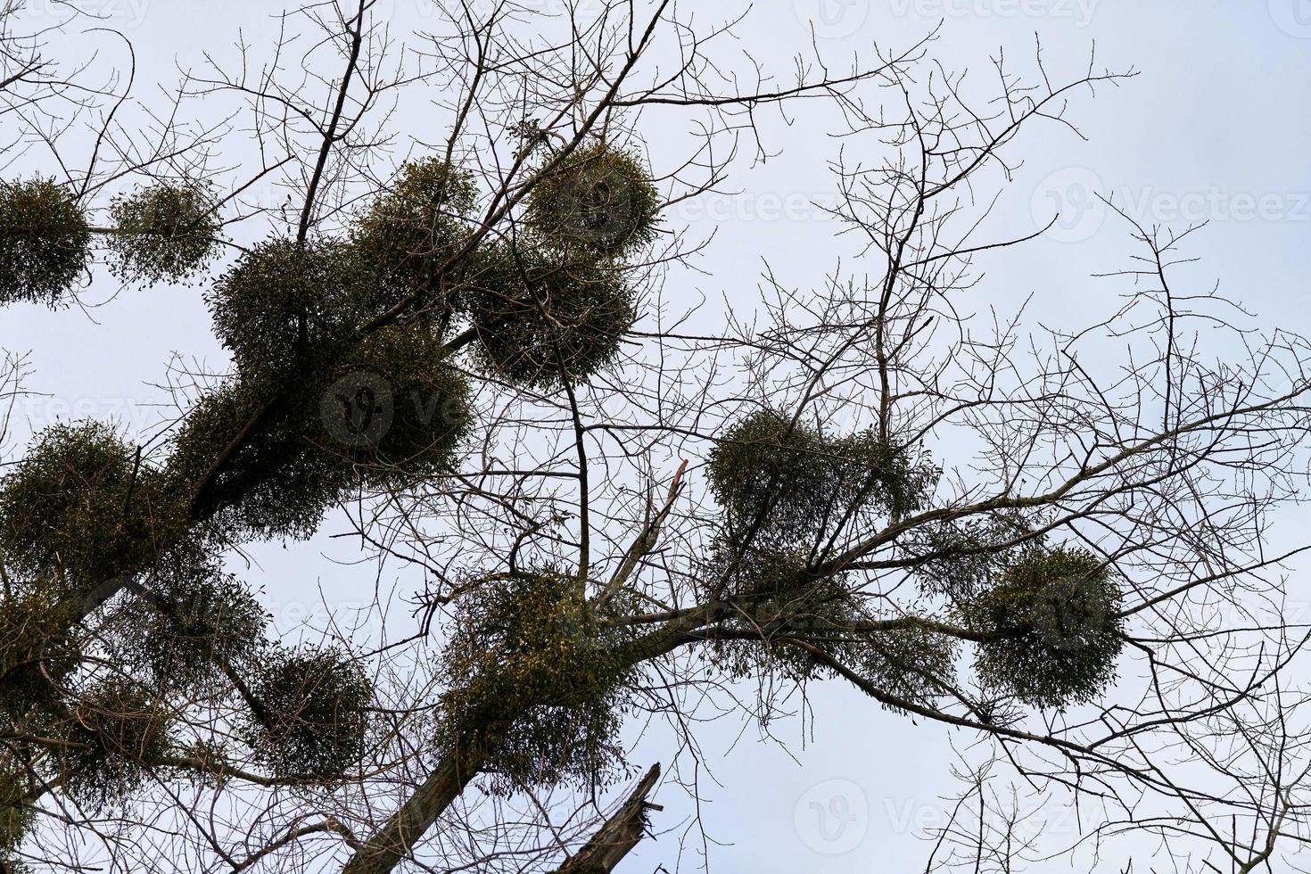Viscum shrubs on tree branches photo