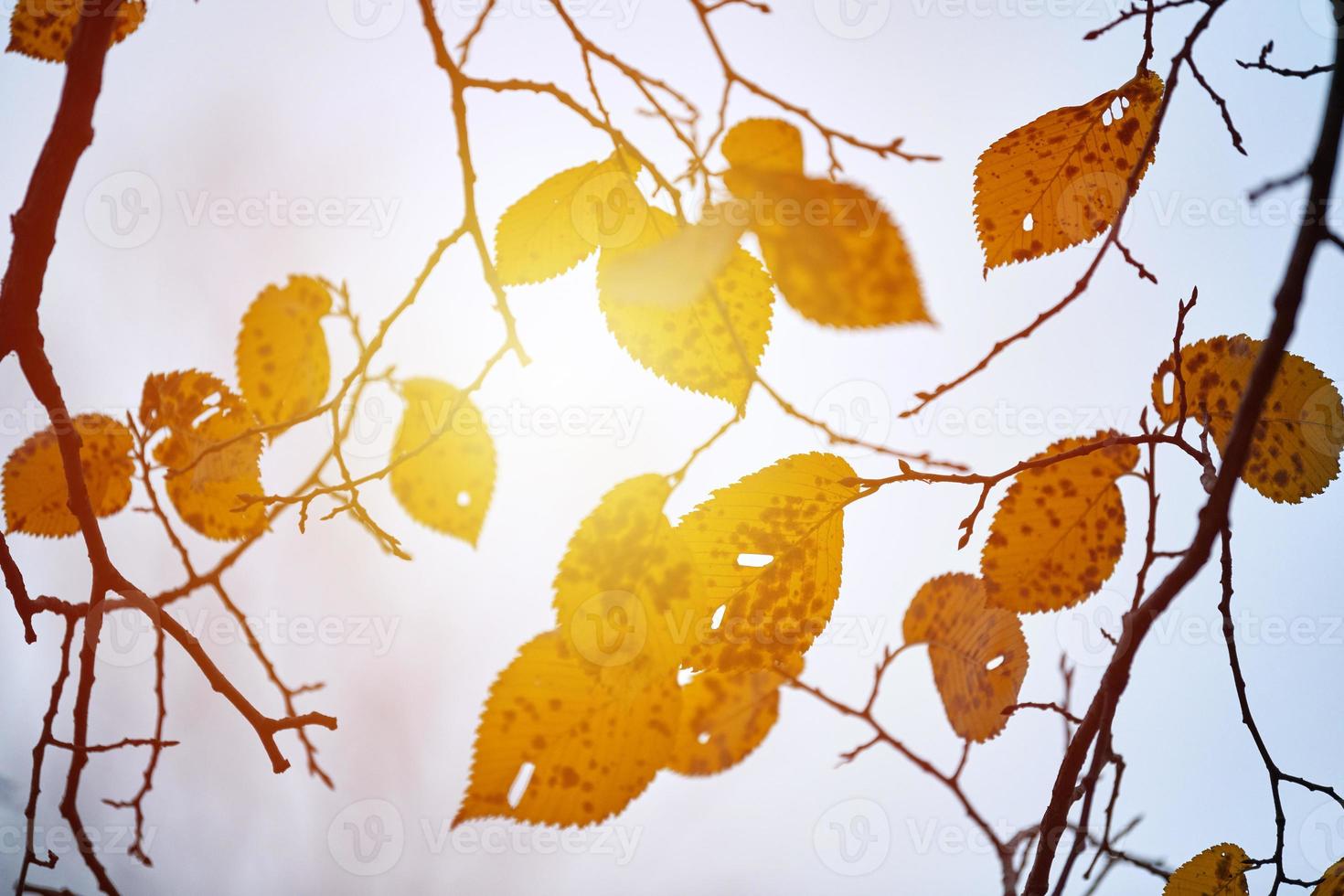 Autumn branches with fallen leaves photo