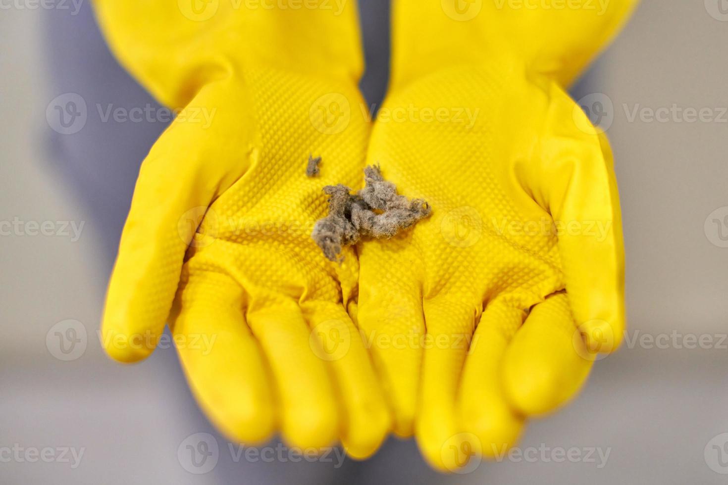 manos en guantes de goma sosteniendo bolas de polvo después de la limpieza. foto