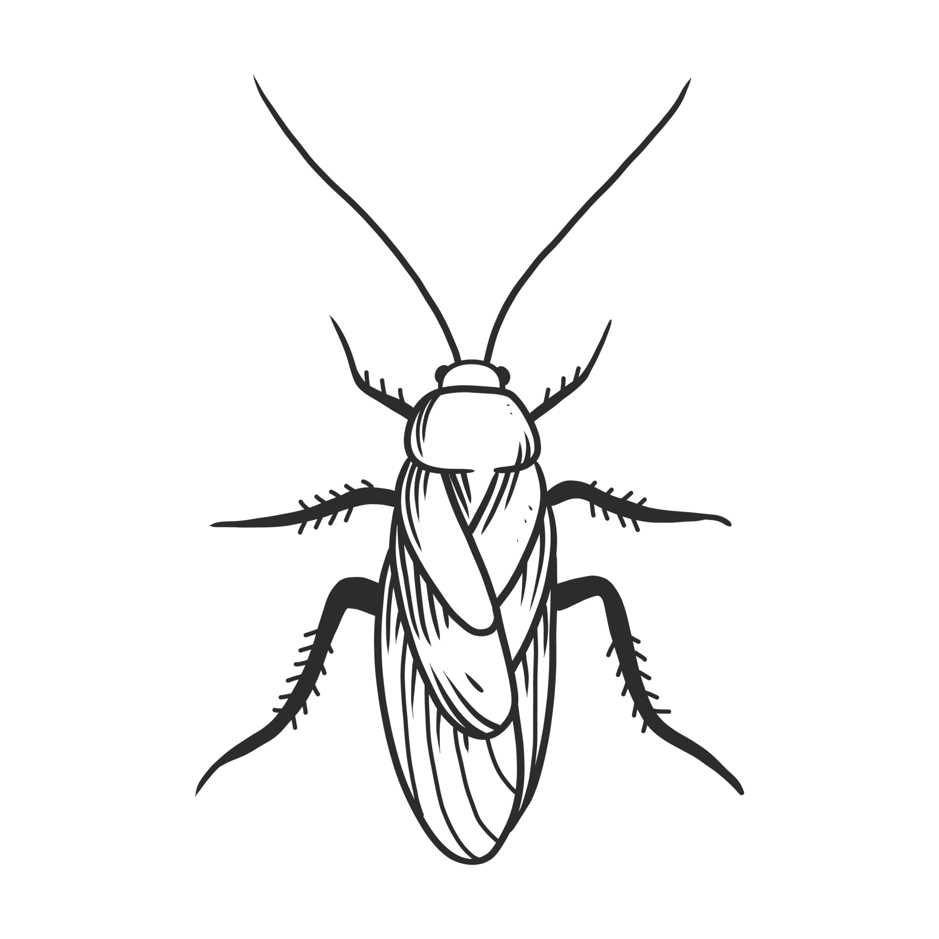 Leptocorisa oratorius Fabricius Insects and bug 11646715 PNG