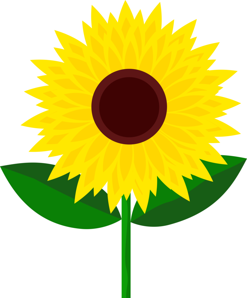 Sunflower with green leaf on transparent background png