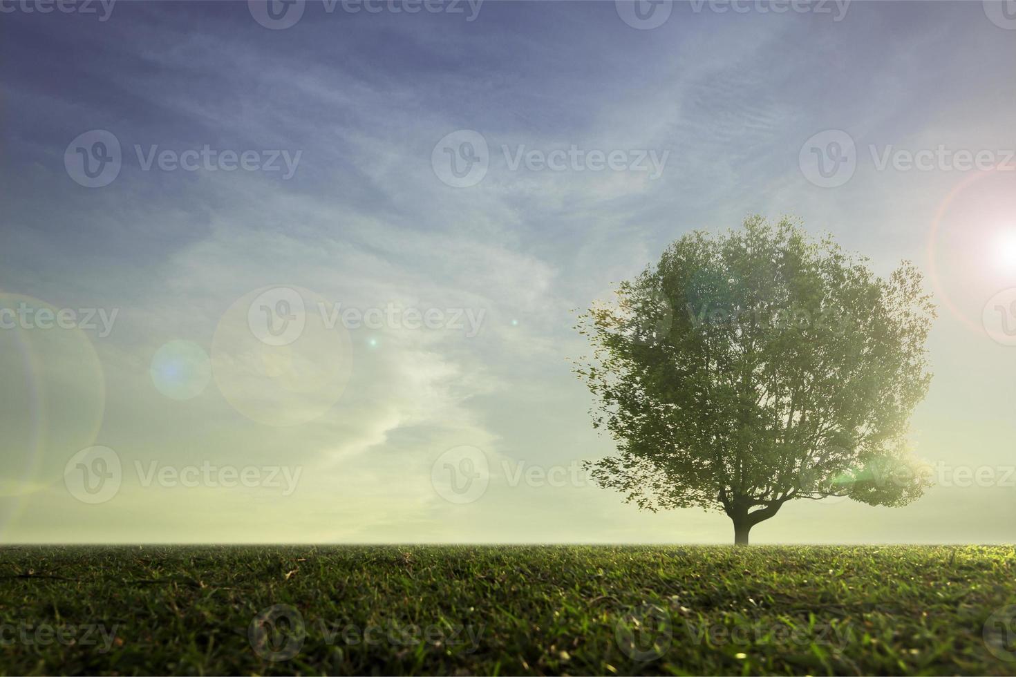 tree and lawn at sunrise photo