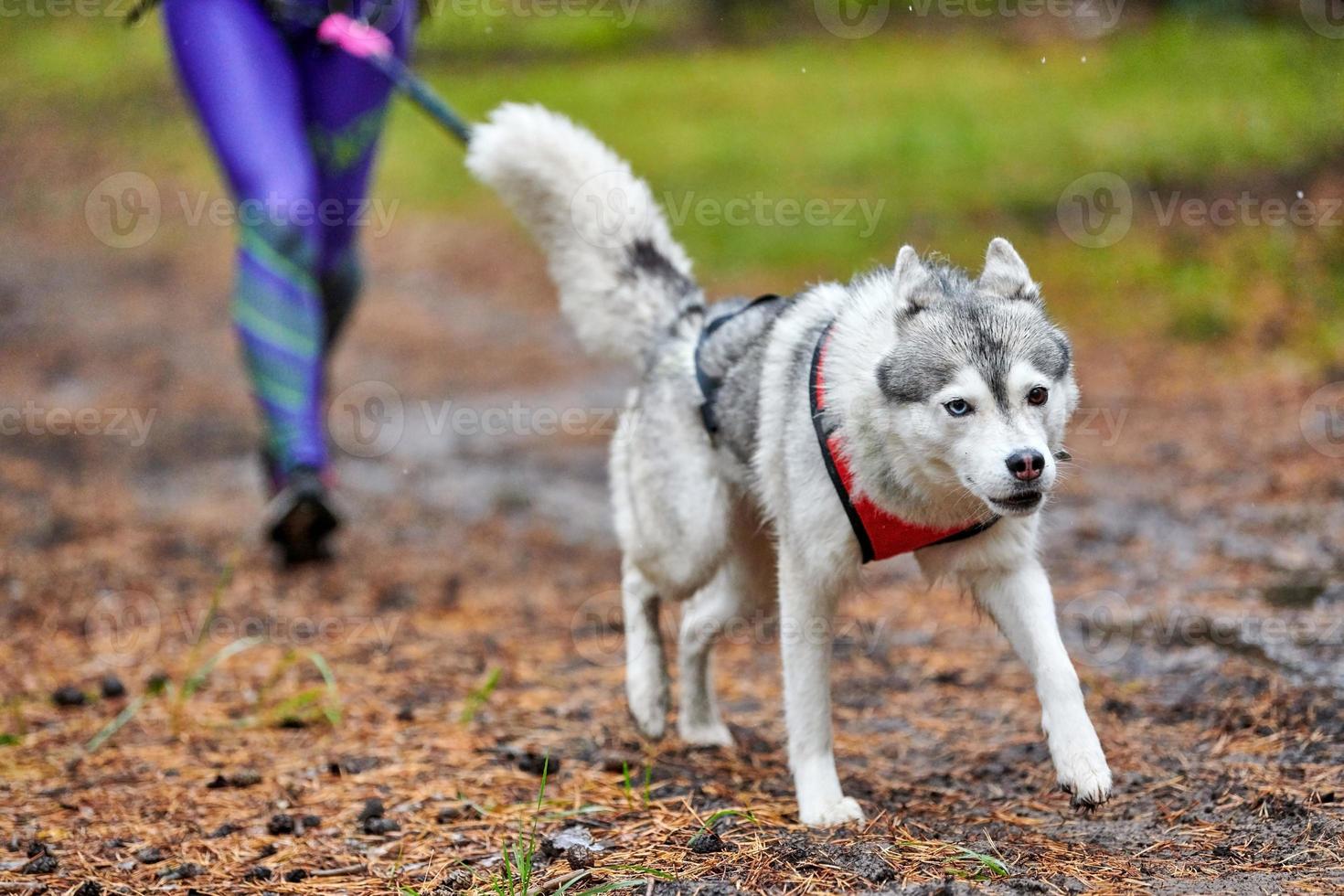 Canicross dog mushing race 11647263 Stock Photo at Vecteezy