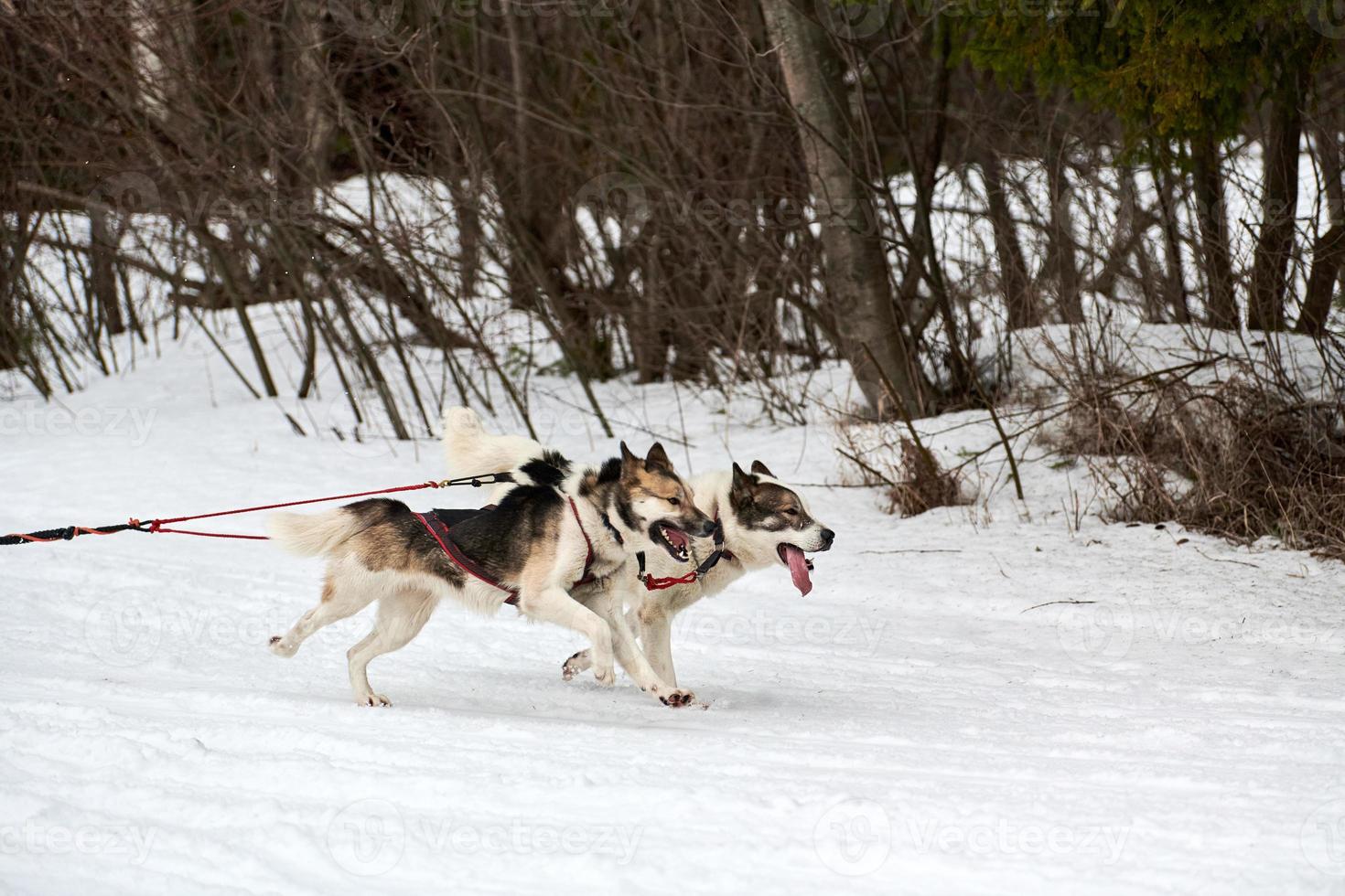 Running Husky dog on sled dog racing photo