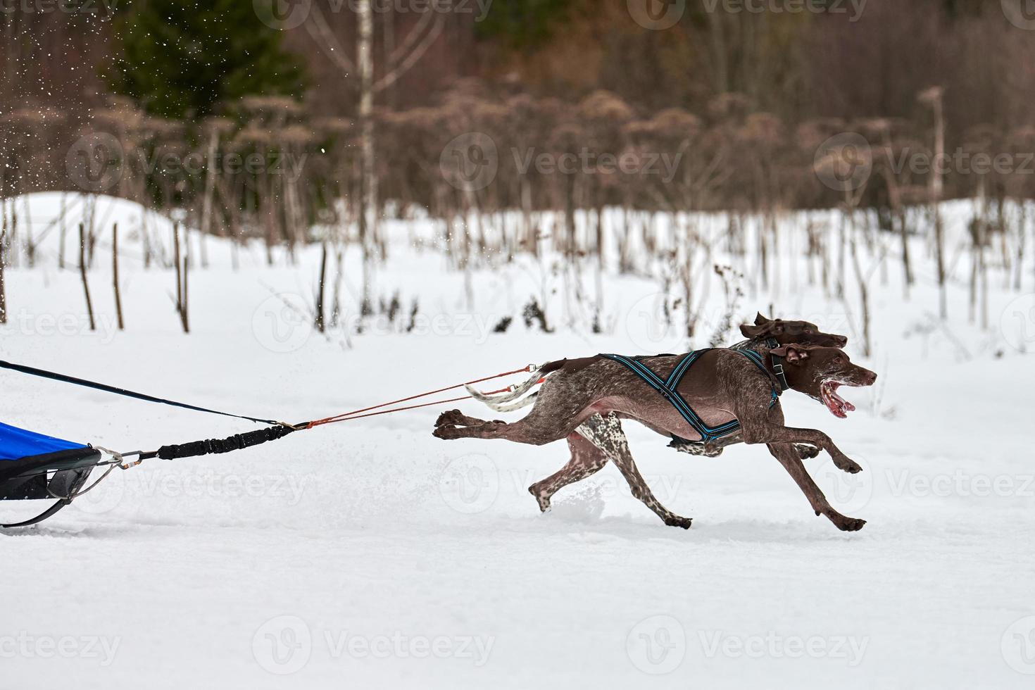 Winter sled dog racing photo