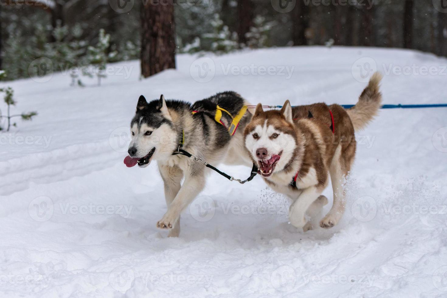 carreras de perros de trineo. equipo de perros de trineo husky en arnés corre y tira del conductor del perro. competición de campeonato de deportes de invierno. foto