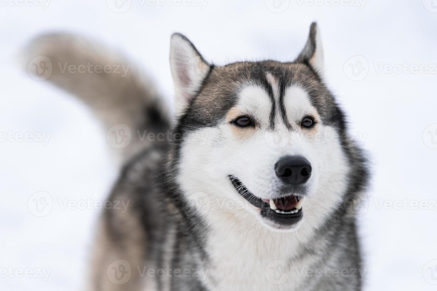 retrato de perro husky, fondo nevado de invierno. mascota divertida al caminar antes del entrenamiento de perros de trineo. foto