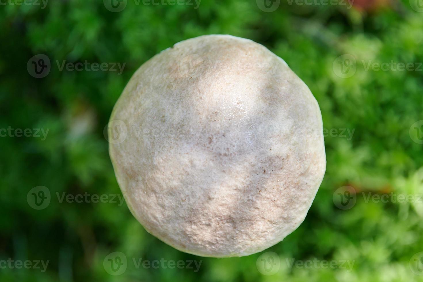 Birch mushroom, top view. Edible fungus growing in moss. White bog ghost bolete. Poorly absorbed food. photo