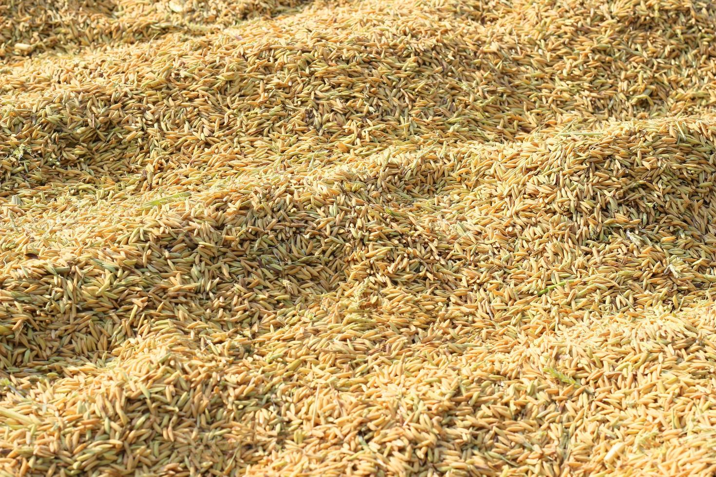 close up rice background photo