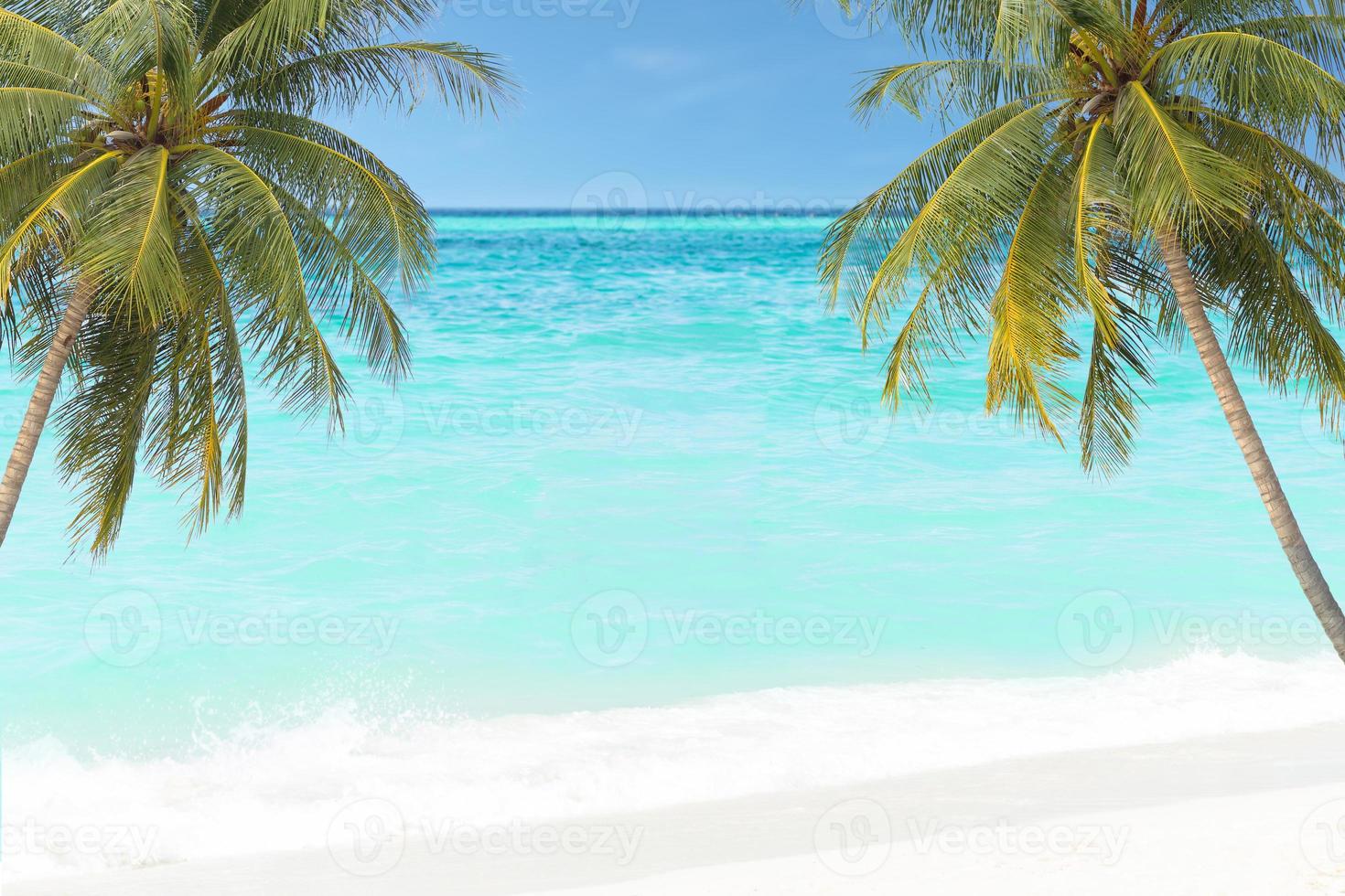 palm tree and sea summer photo