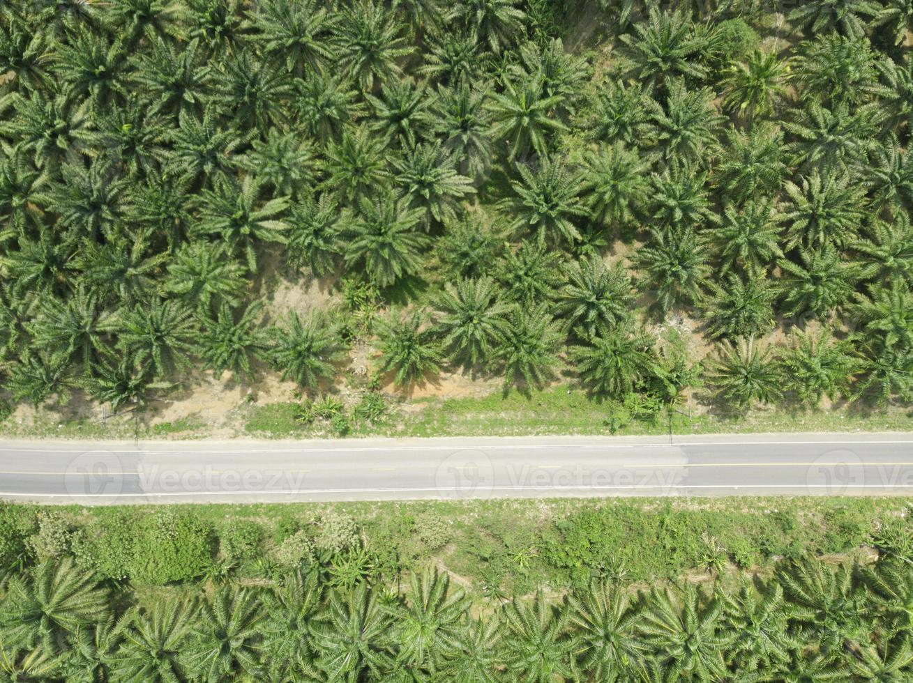 palm plantation and road aerial view photo