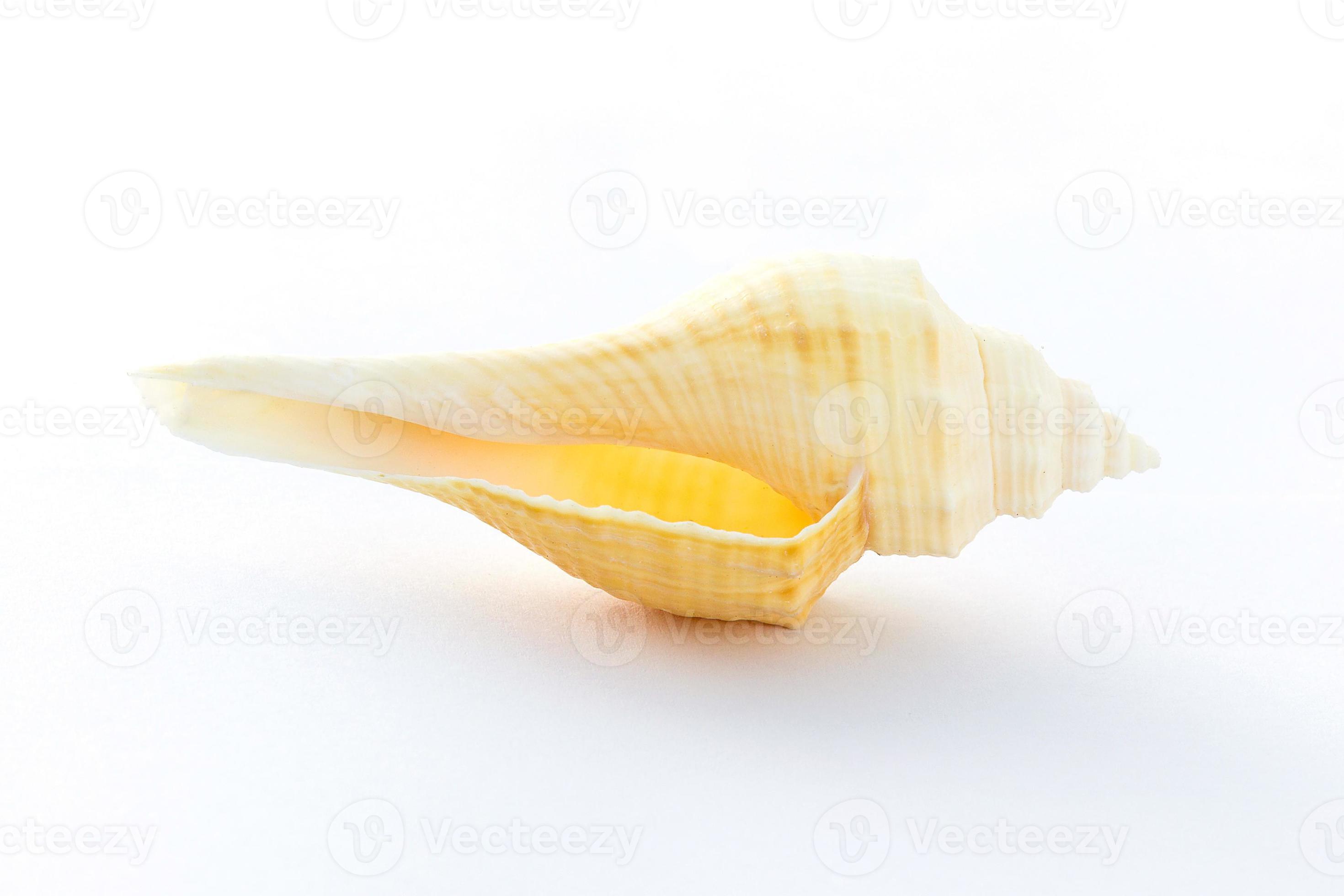 conch shell isolated on white background 11647521 Stock Photo at Vecteezy