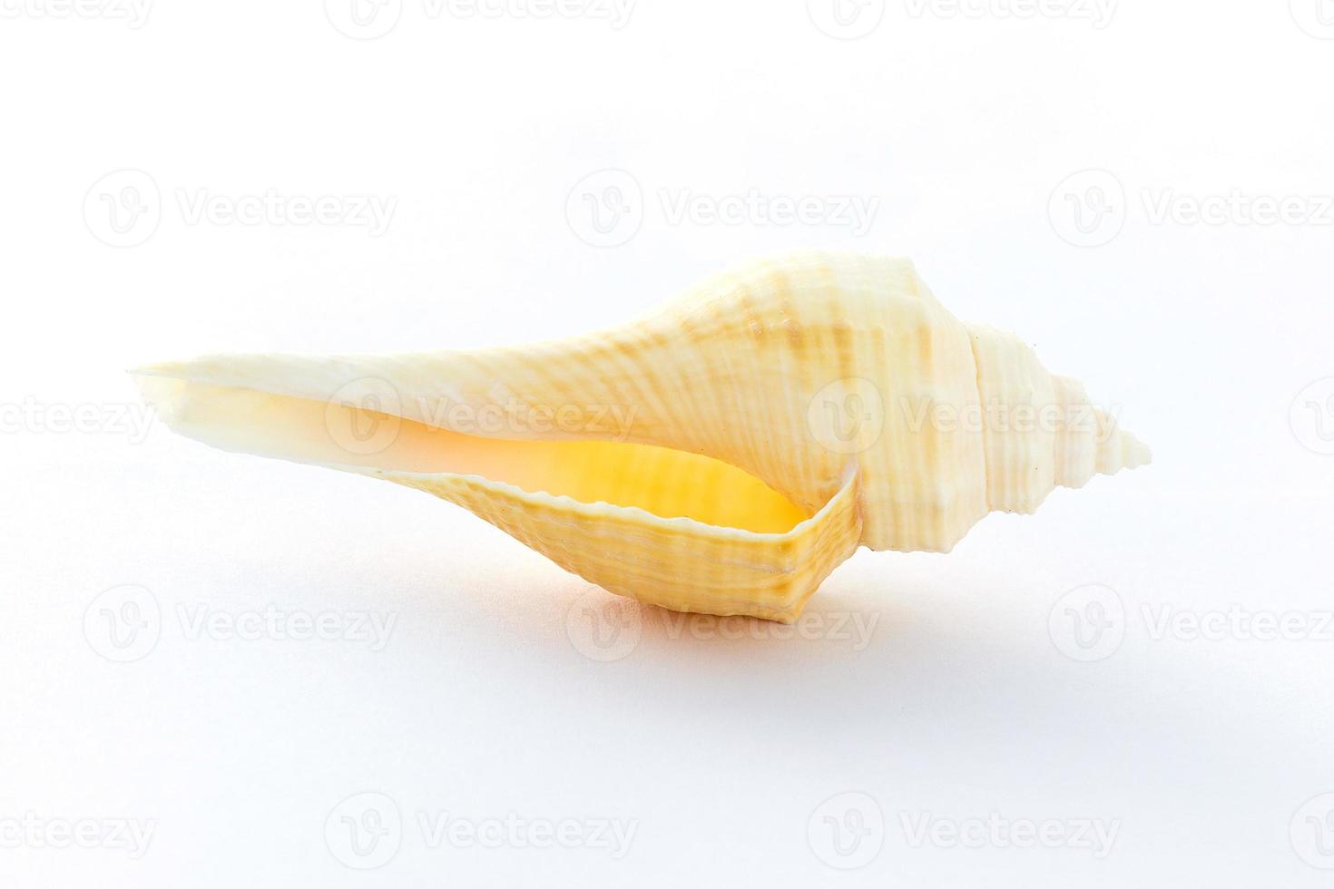 Concha de caracol aislado sobre fondo blanco. foto