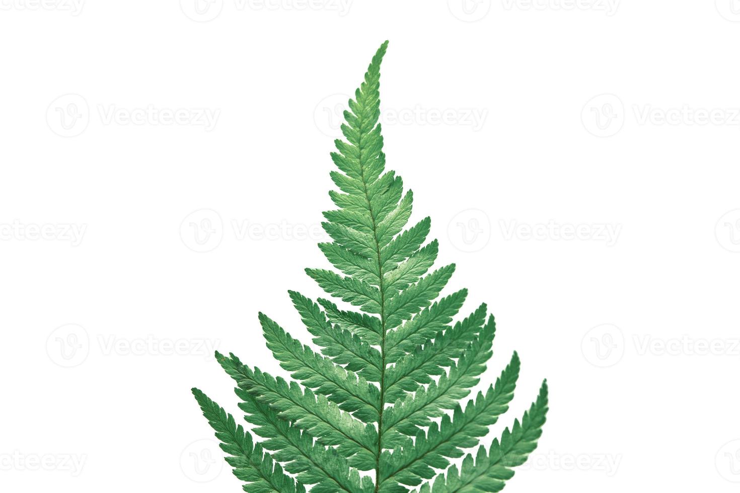 Green fern branch isolated on white background, Polypodiopsida tropical jungle forest foliage plant photo