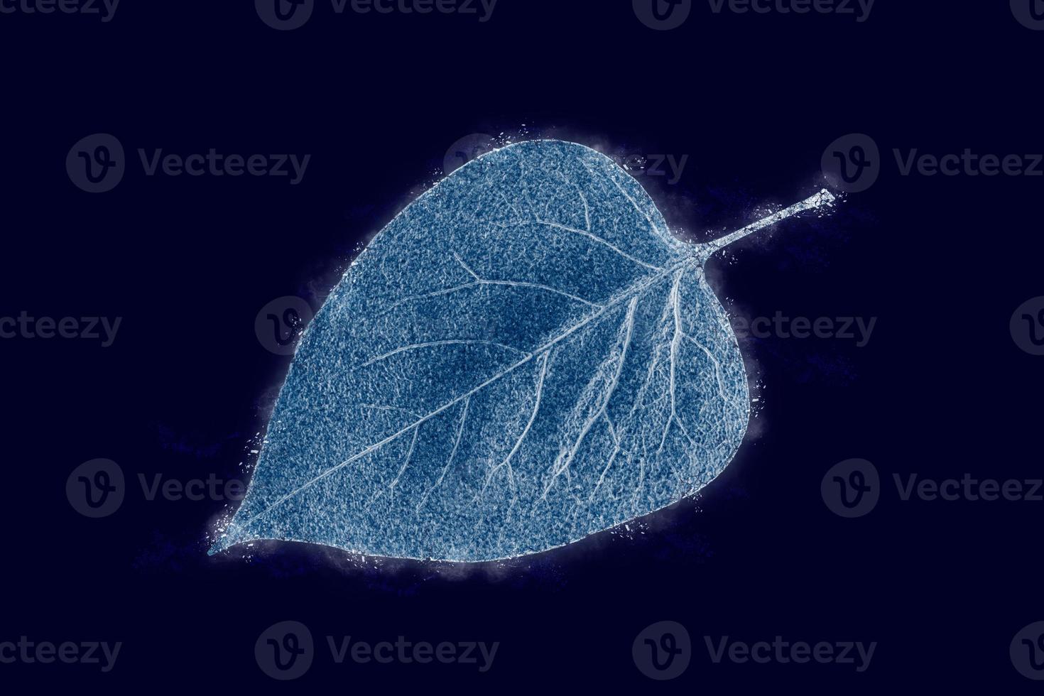 One frozen icy syringa tree leaf isolated on dark blue background, blue ice covered effect on leaf photo